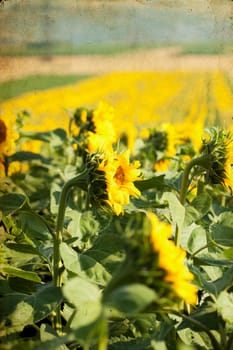 Vintage photo of blooming sunflower field