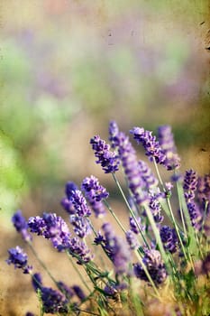 Vintage photo of lavender in the field