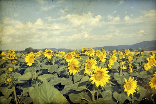 Vintage photo of blooming sunflower field