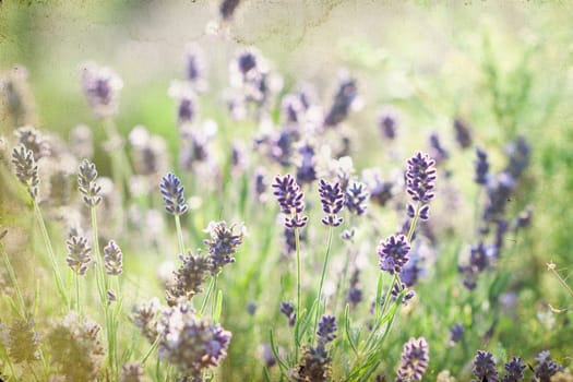 Vintage photo of lavender in the field