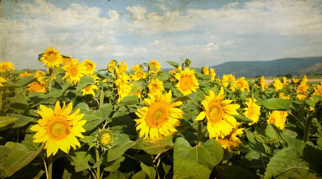Vintage photo of blooming sunflower field