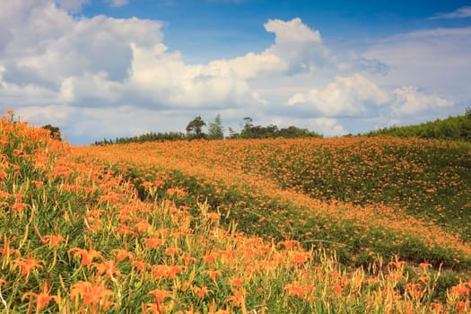 Daylily flower at sixty Stone Mountain in Taiwan Hualien festival..