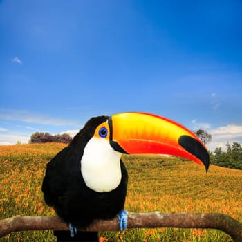 Colorful tucan in the aviary for adv or others purose use