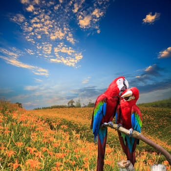 The potrait of Blue & Gold Macaw for adv or others purpose use