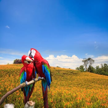 The potrait of Blue & Gold Macaw for adv or others purpose use