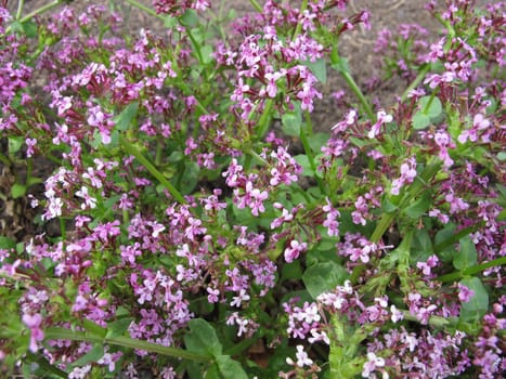 American Valerian,Fedia cornucopiae
