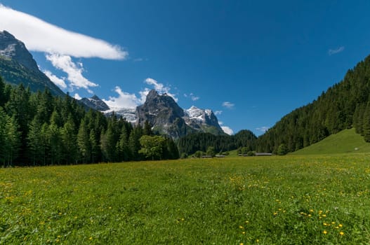 Black Forest Alps