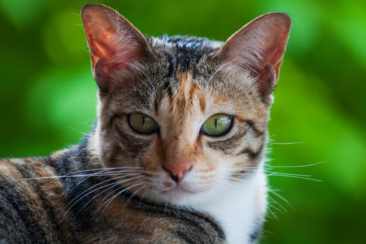 Cat's head - looking at camera