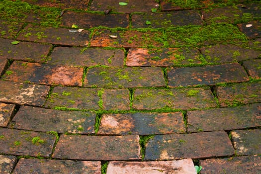 Wall texture background with leaves and mos