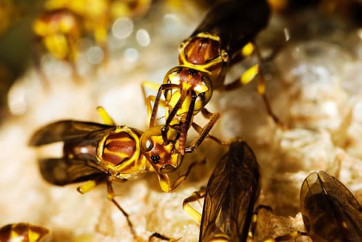 Wasp Nest for adv or others purpose use