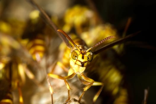 Wasp Nest for adv or others purpose use