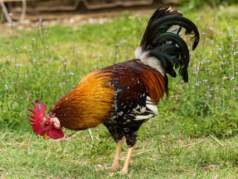 rooster in search of food in organic farming in land