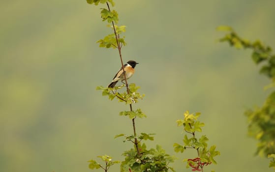 The Blackthroat