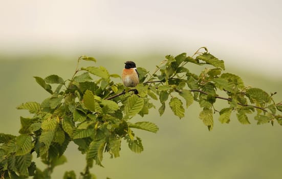 The Blackthroat