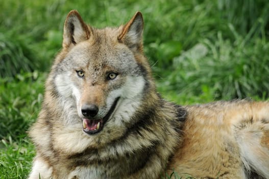 The Wolf