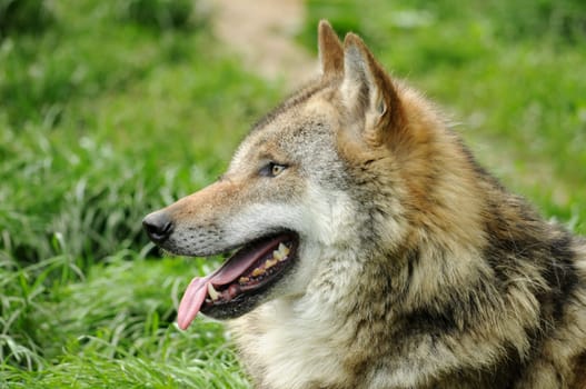 The Wolf