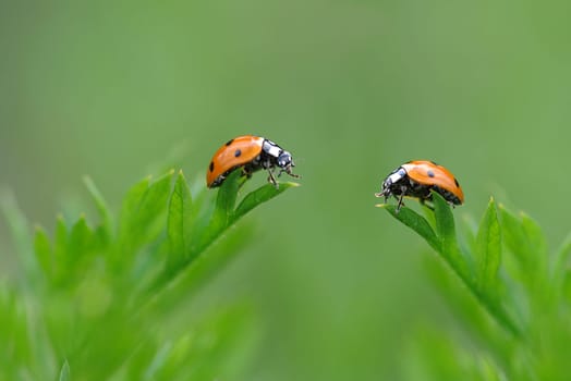 Beetles