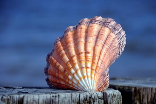 Shell