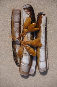 Shells