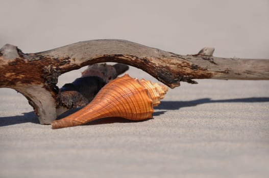 Shell and branch