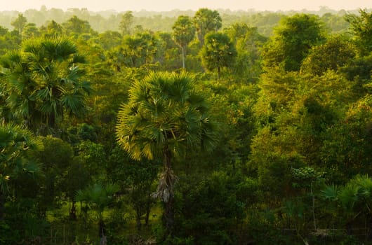 Jungle Forest at Angkor Wat Area in Cambodia