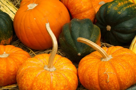 Close-up of a few colorful pumpkins