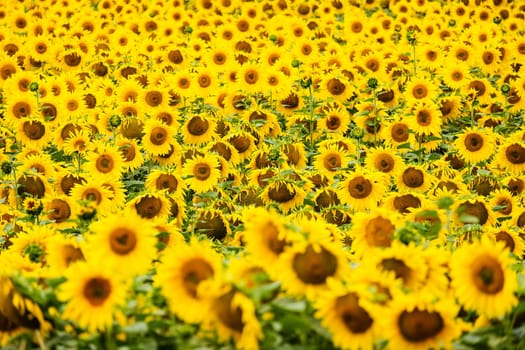 Sunflowers,agricultural landscape with yellow crops