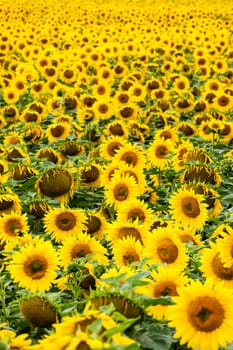 Sunflowers,agricultural landscape with yellow crops