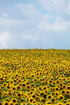 Sunflowers,agricultural landscape with yellow crops