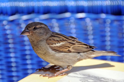 Sparrow