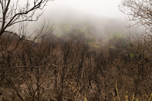 Burned trees in the primary forest in La Gomeras National Park Garajonay. The forest fire, which was laid in August 2012, destroyed roughly 20% of the laurel forests.