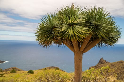 Close up of a Dracaena Draco Tree at La Gomera. This species of the plant is only found at the Canaries.