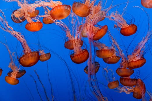 Sea Nettle jellyfish