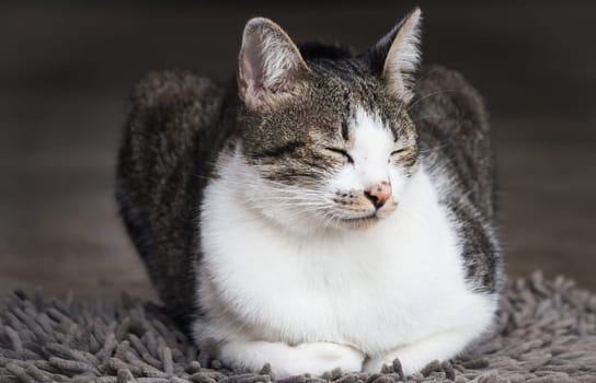 Siamese cat sitting on carpet, stock photo