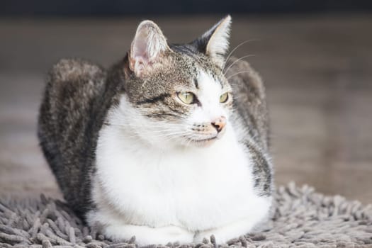 Siamese cat sitting on carpet, stock photo