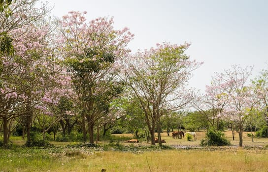 Hourses in green field with pink trumpet blossom