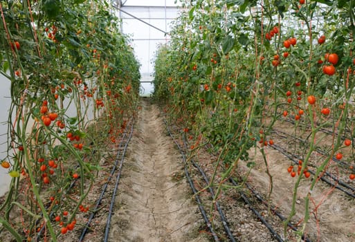 Grape tomato plantation