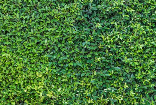 Green leaf wall background