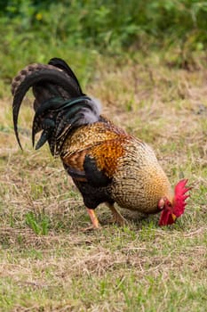 rooster in search of food in organic farming in land