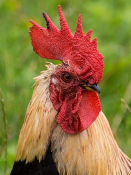 rooster in search of food in organic farming in land