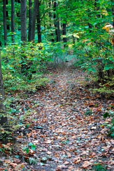 Forest  path with leaves  in Autumn