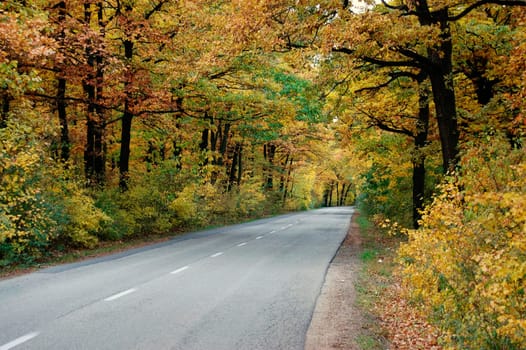 Forest  Road in Autumn