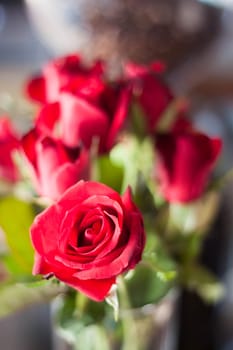 Beautiful fresh red roses