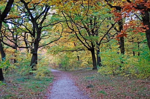 Forest  path with bench  in Autumn