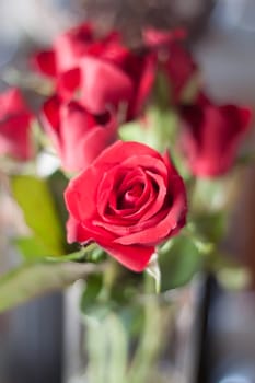 Beautiful fresh red roses