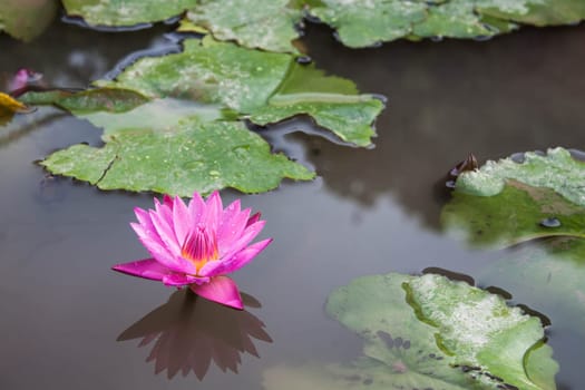 Pink lotus blossoms or water lily flowers blooming on pond