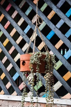 Plant in handmade hanging basket with natural fiber rope