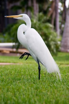 jewelry heron,heron,bird,white,yellow,feet,plumage,color,birds,feather dress,beak,pointed,genus,species,long,legs,stilt legs,beak-base,wetlands,Florida,Everglades,Sanibel,jewelry feathers,beach,shore,coast,sea,sandstran