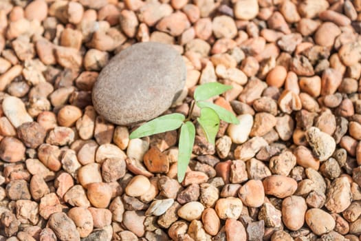 a sprout growing from pebbles background