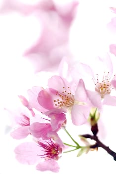 Cherry blossom, sakura flowers for adv or others pupose use..